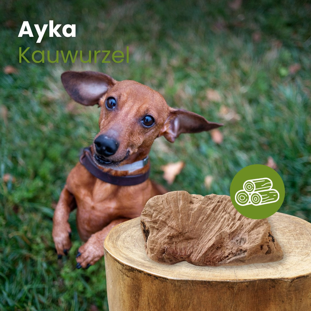 Ayka Kauwurzel