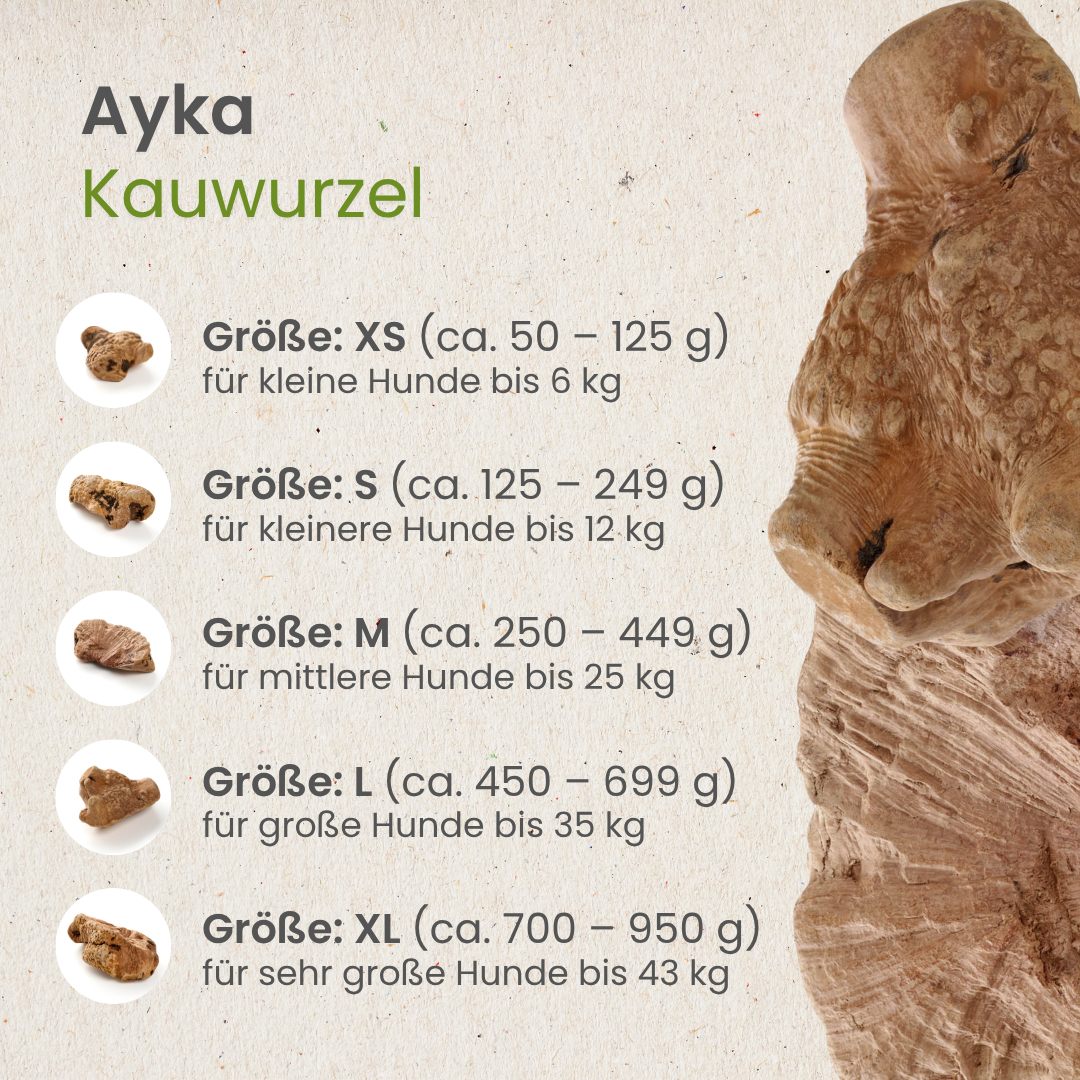 Ayka Kauwurzel