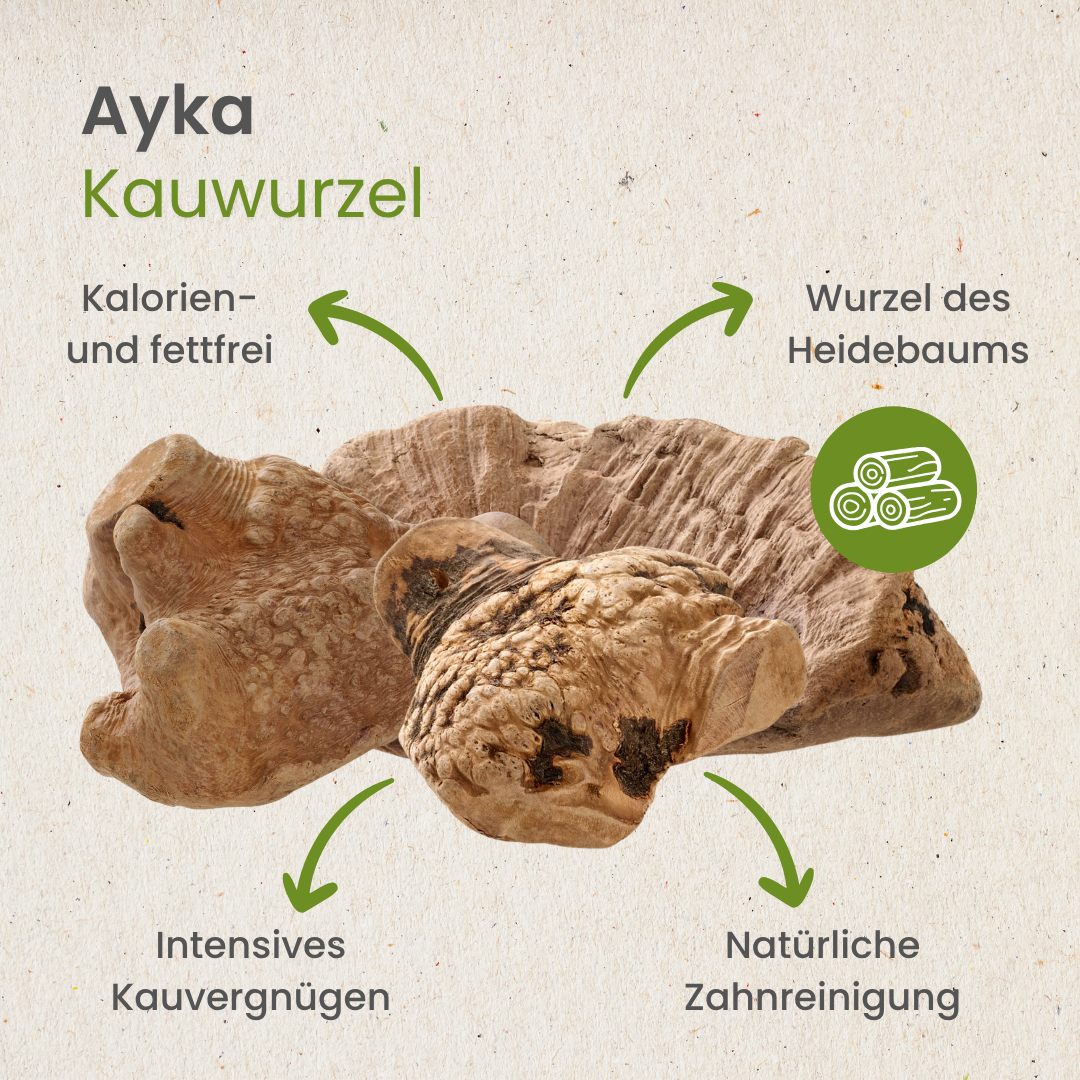 Ayka Kauwurzel