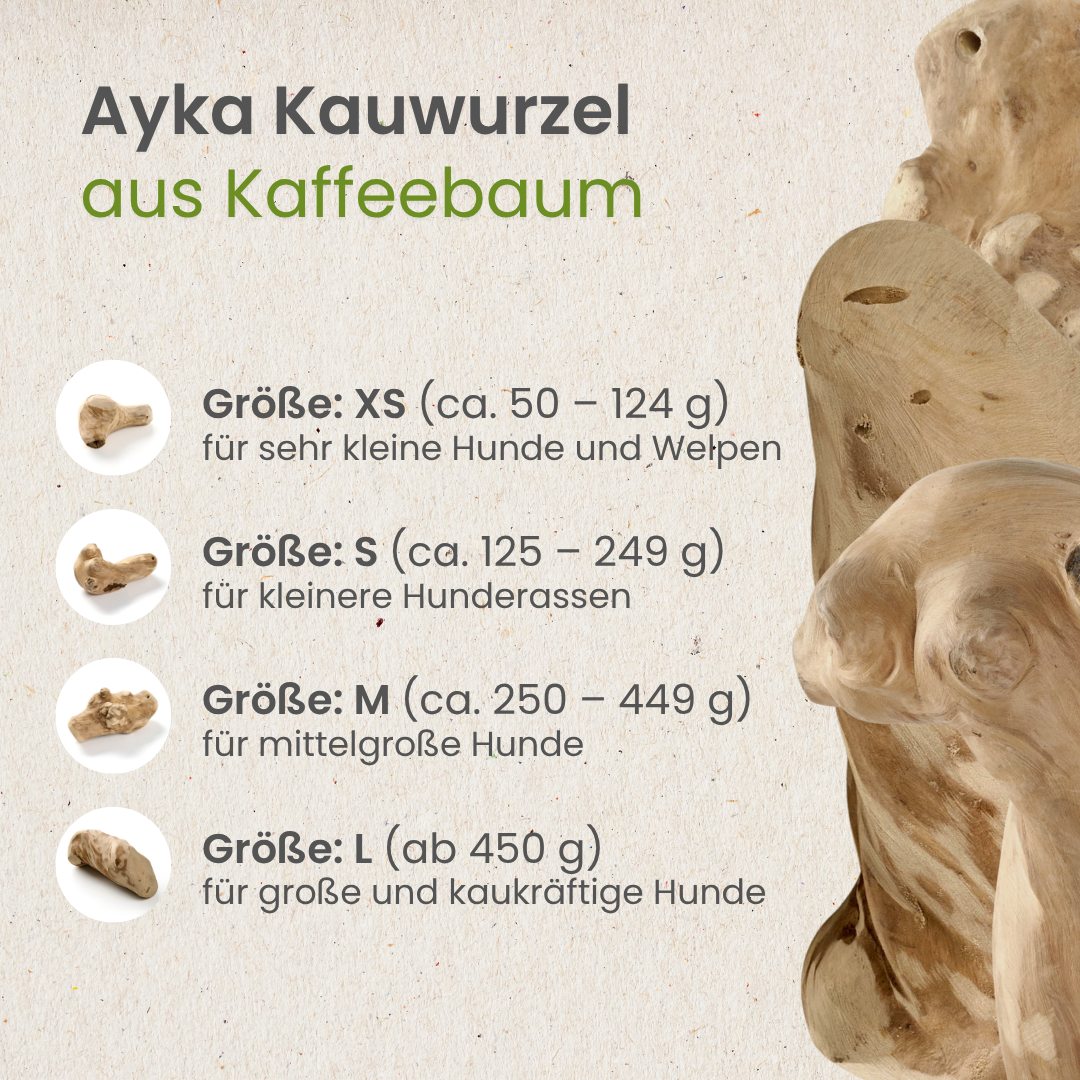 Kauwurzel aus Kaffeebaum