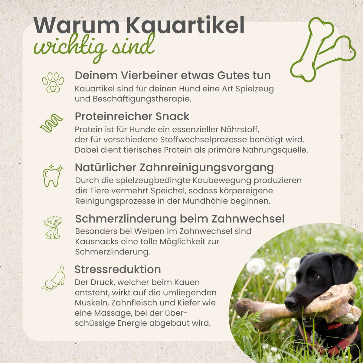 Hühner-Kauknochen
