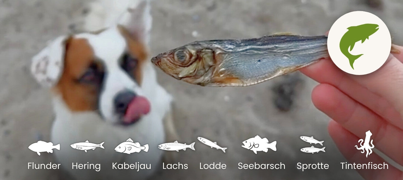 Fisch
