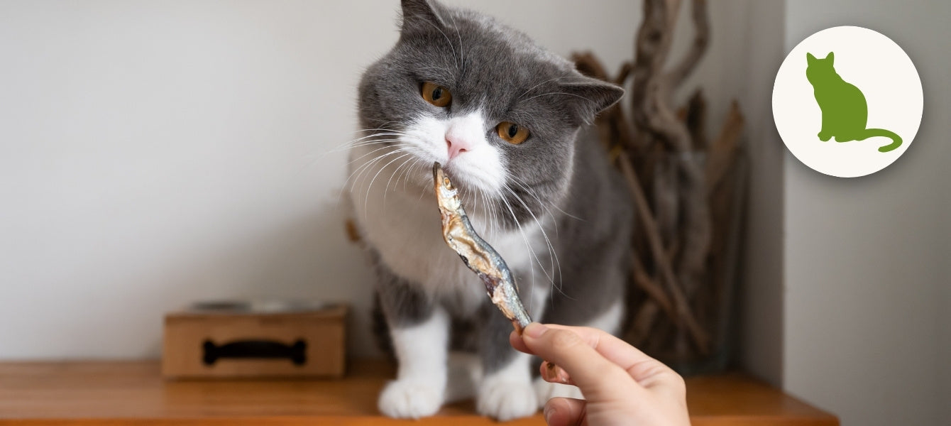 für Katzen