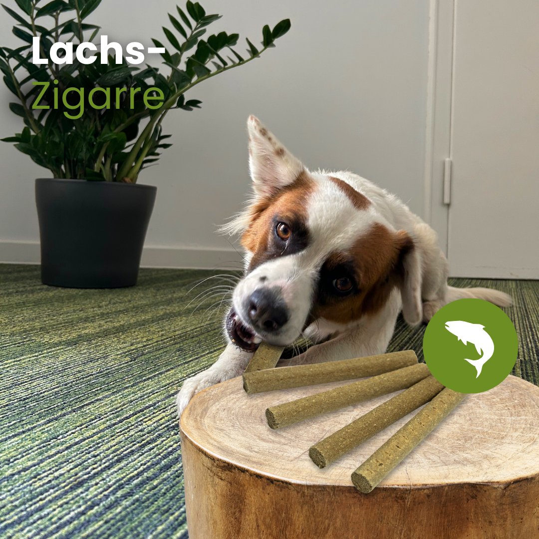 Lachs-Zigarre