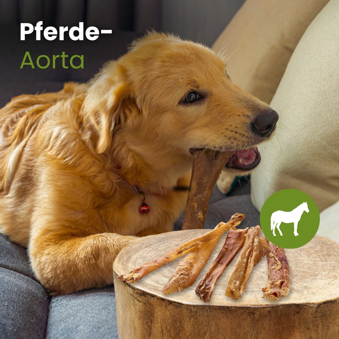 Pferde-Aorta