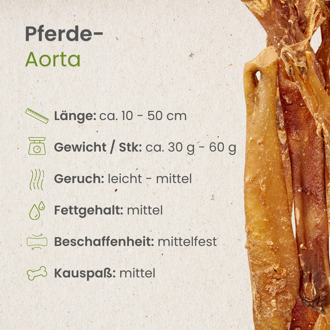 Pferde-Aorta