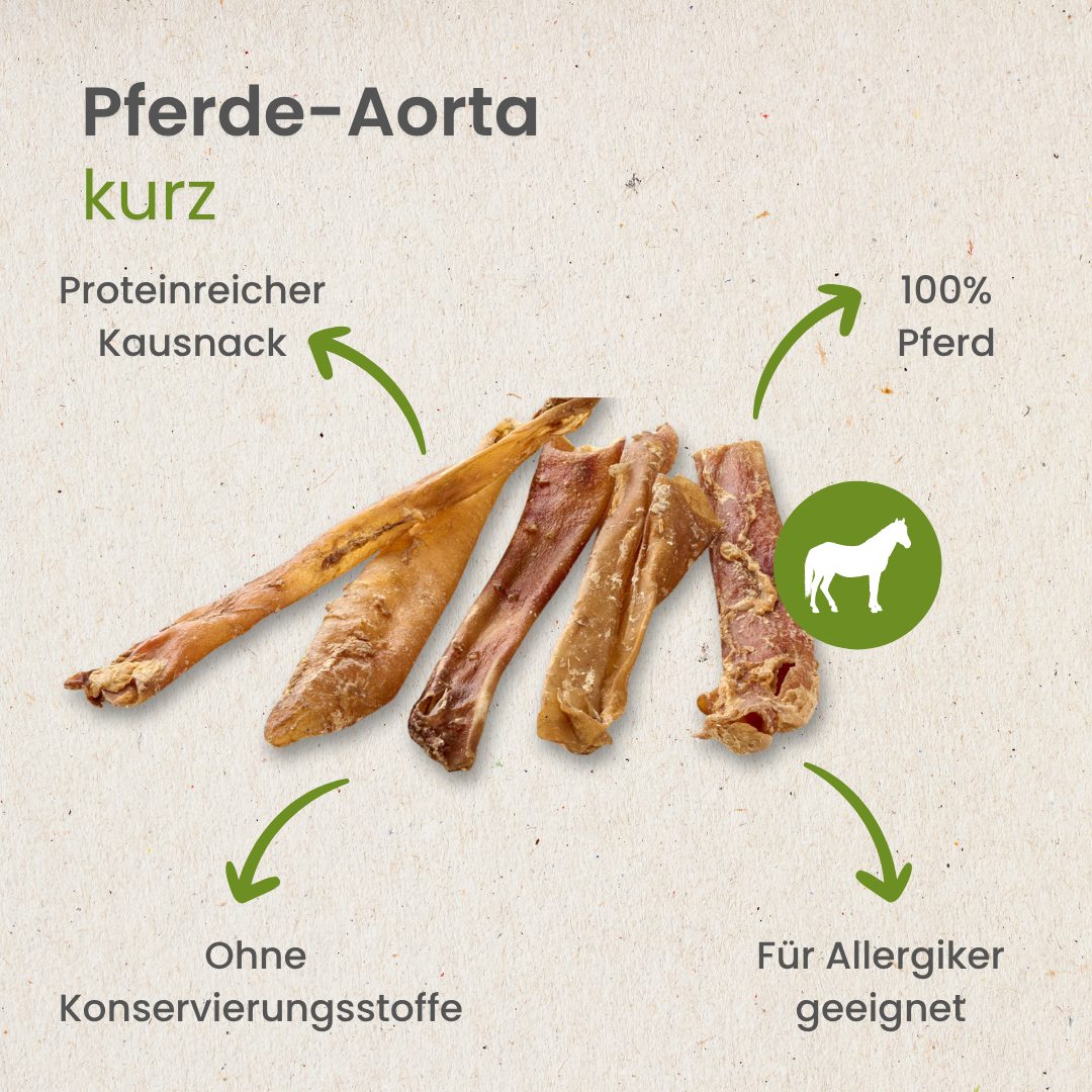 Pferde-Aorta, kurz