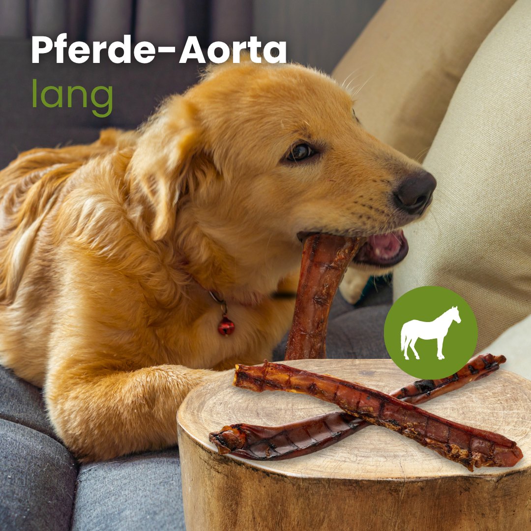 Pferde-Aorta, lang