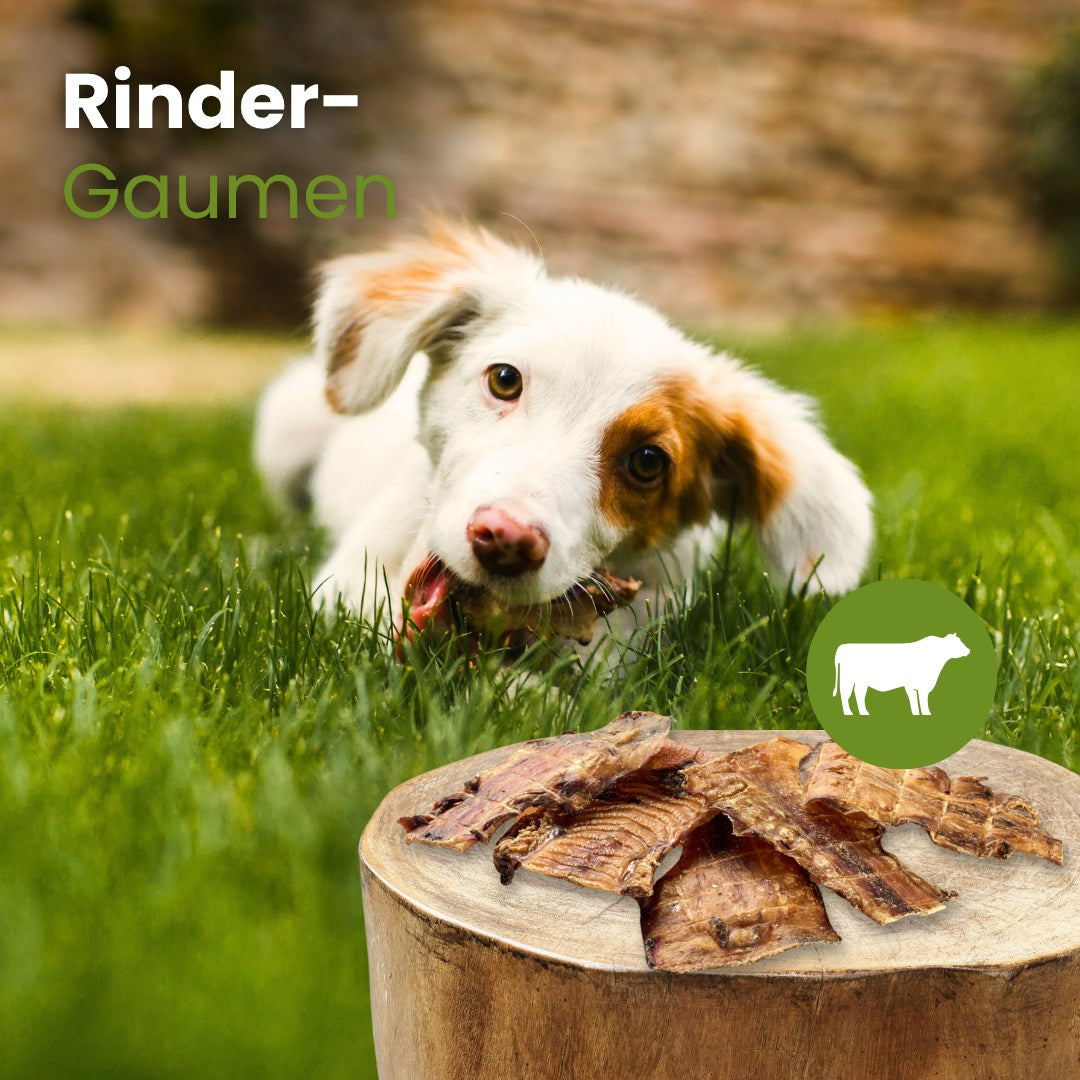 Rinder-Gaumen