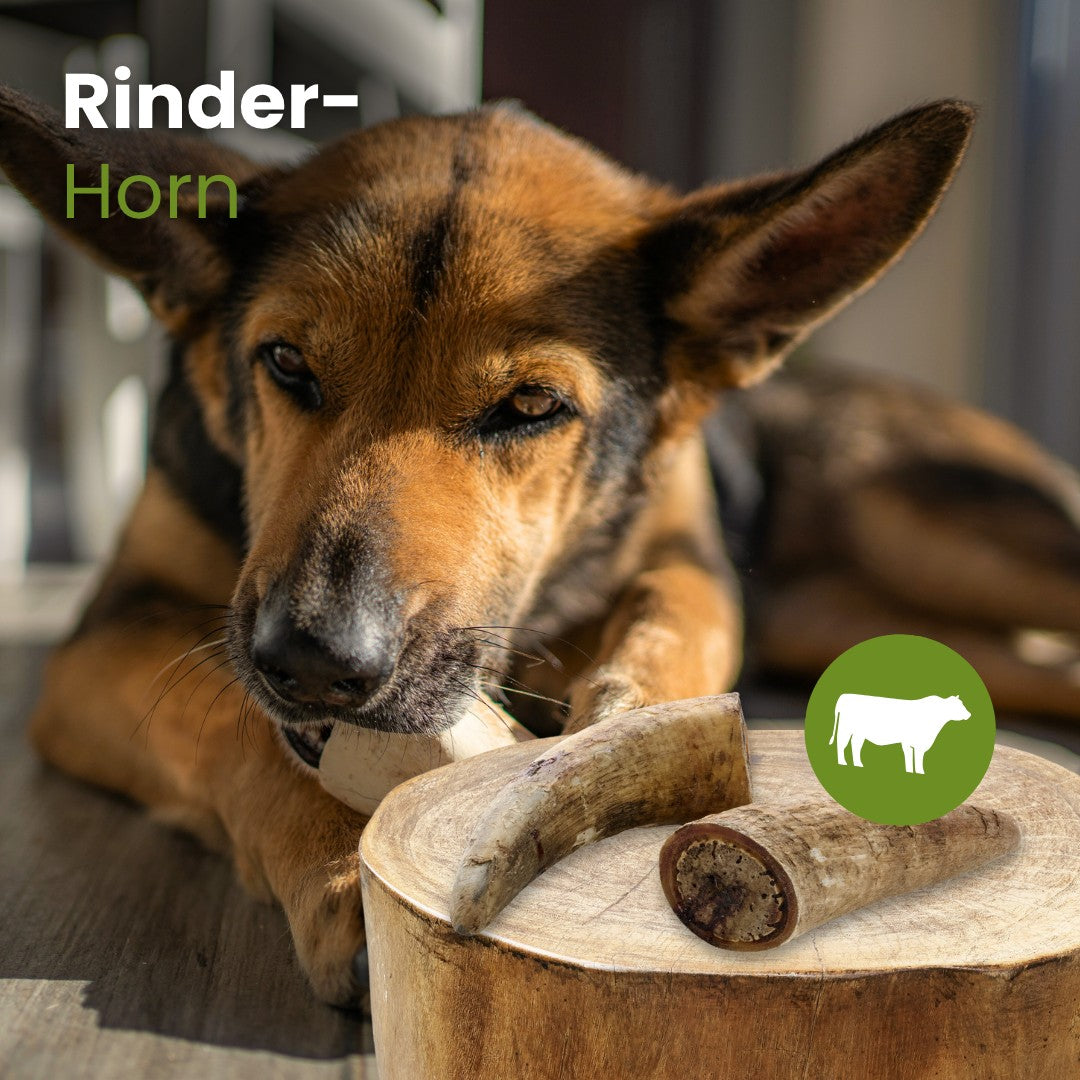 Rinder-Horn