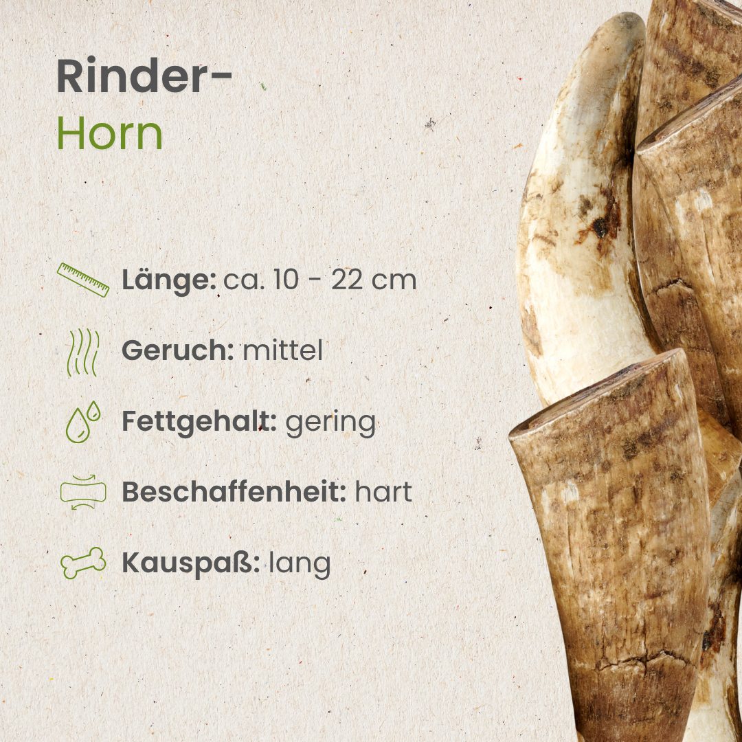 Rinder-Horn