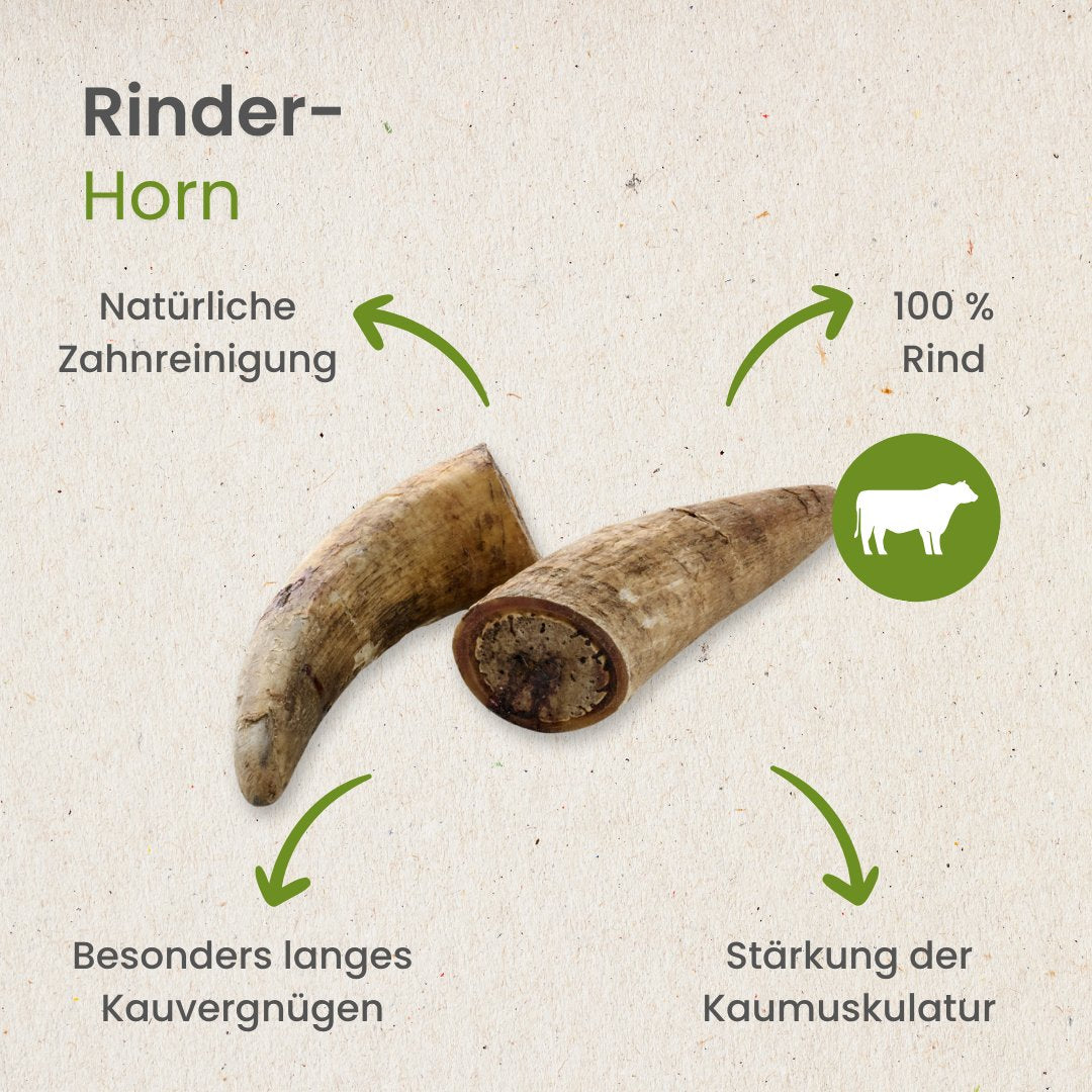 Rinder-Horn