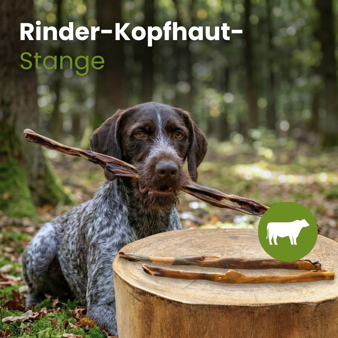 Rinder-Kopfhaut-Stange