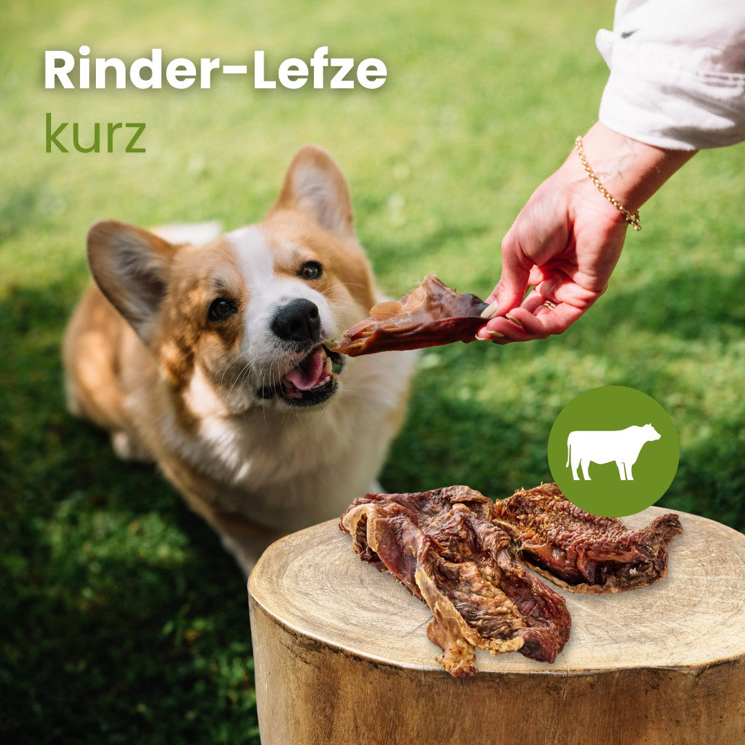 Rinder-Lefze, kurz