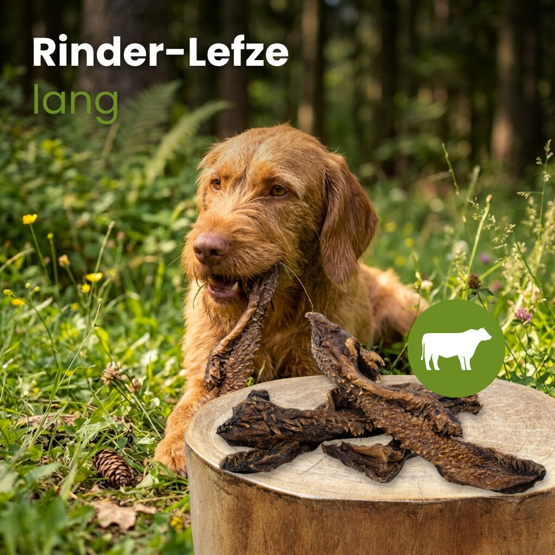 Rinder-Lefze, lang
