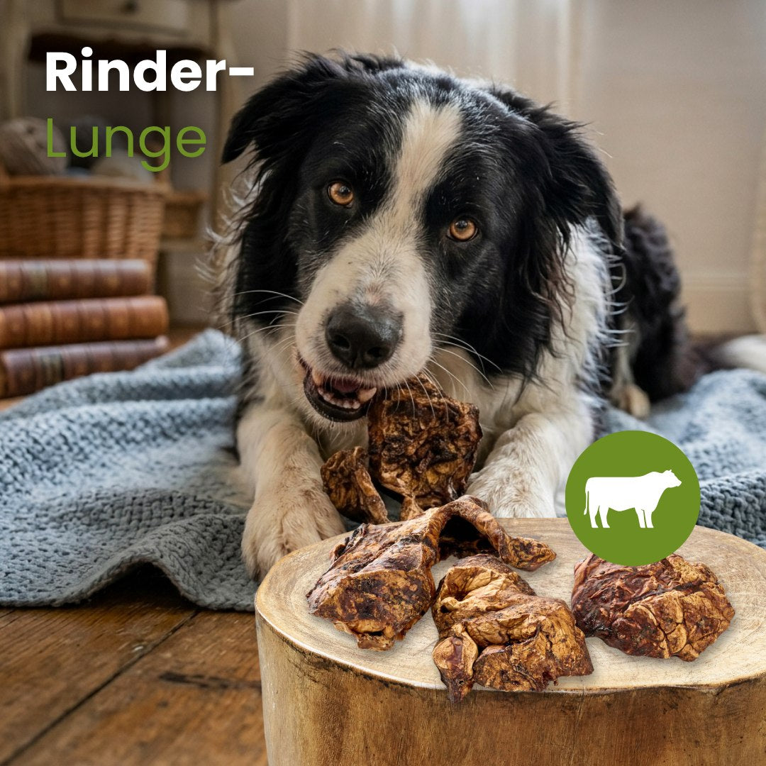 Rinder-Lunge
