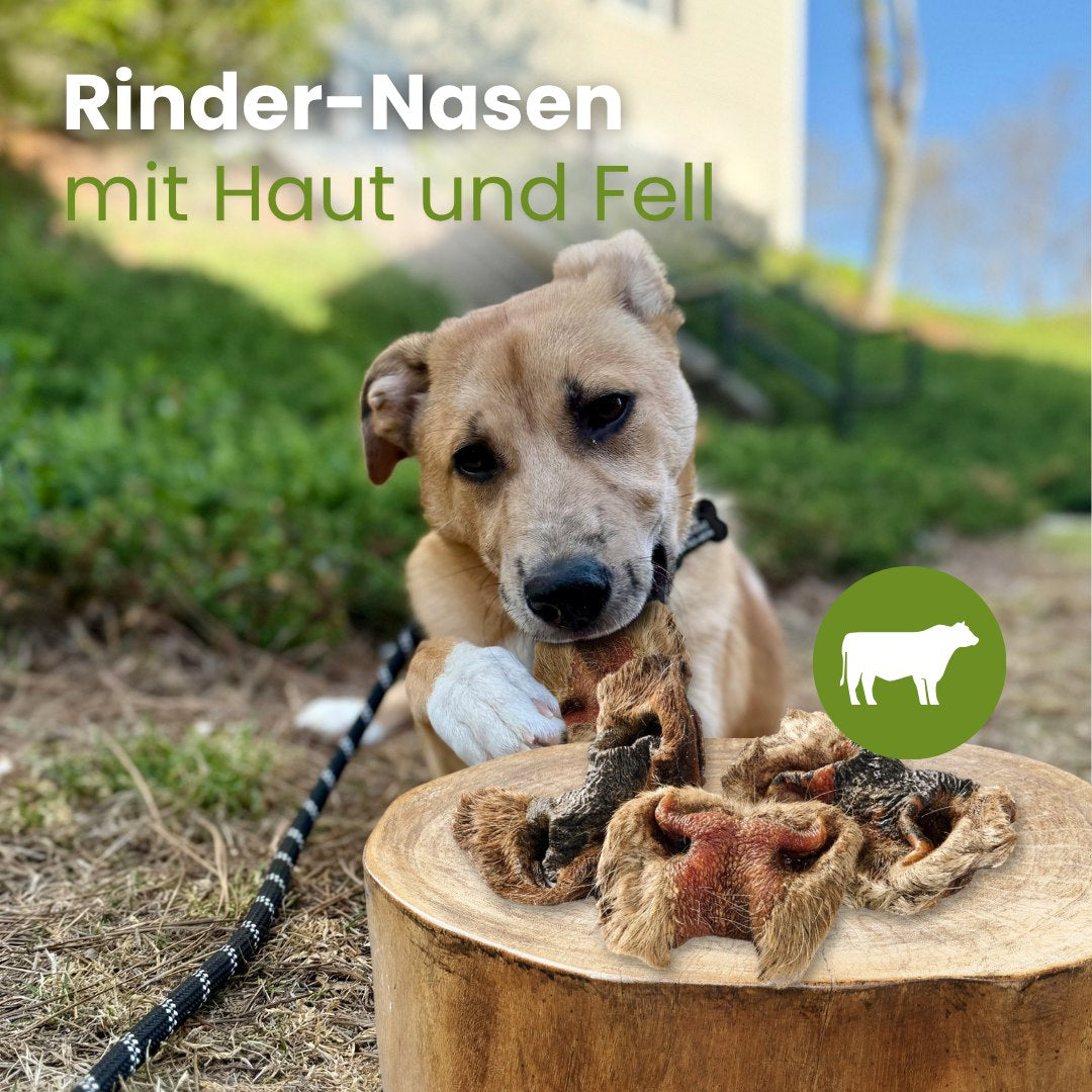 Rinder-Nasen mit Haut und Fell