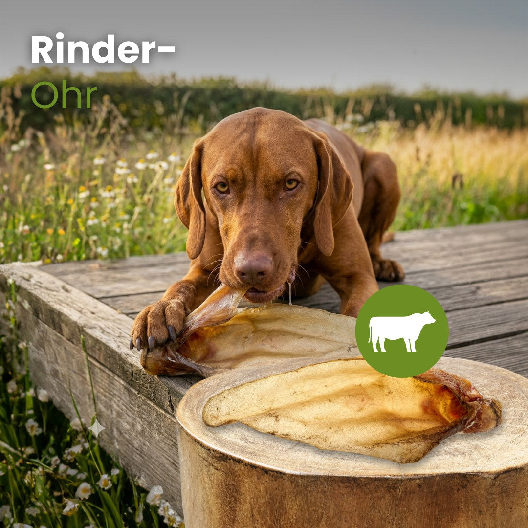 Rinder-Ohr