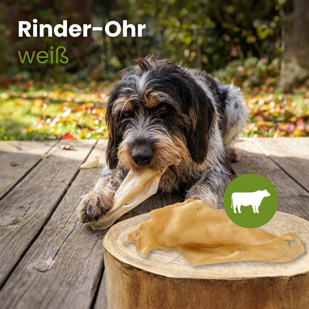 Rinder-Ohr, hell   -   (ehemals Rinder-Ohr, weiß)
