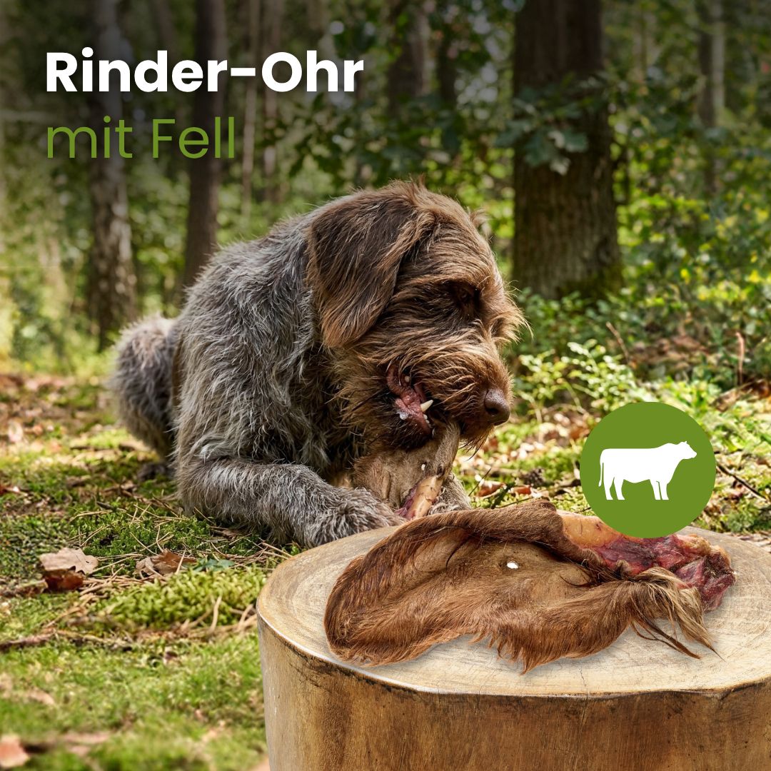 Rinder-Ohr mit Fell