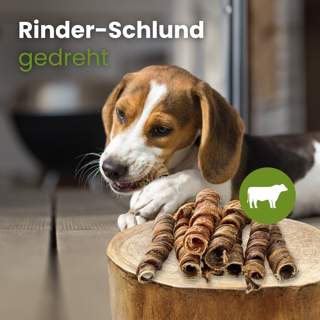 Rinder-Schlund, gedreht