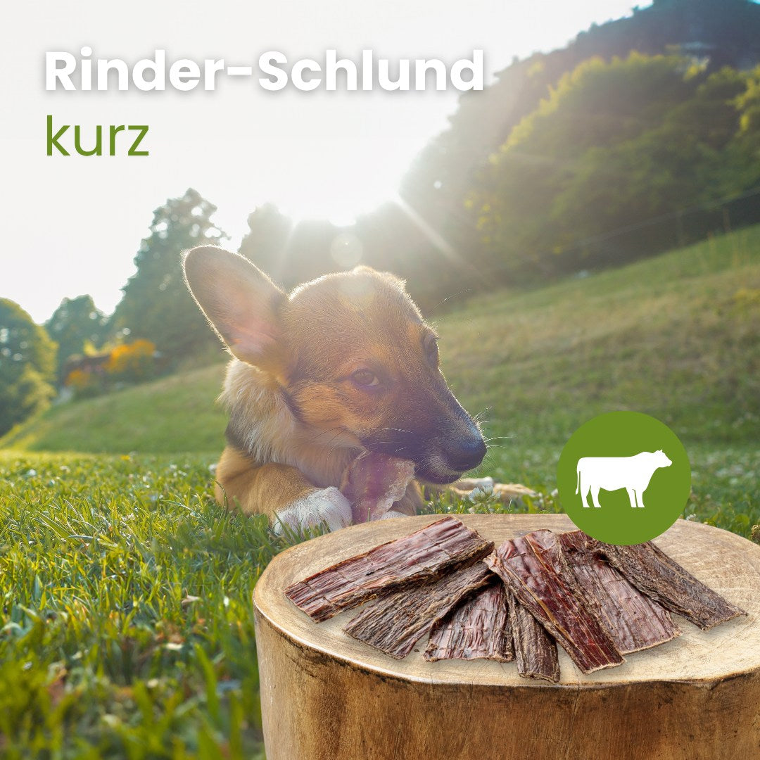 Rinder-Schlund, kurz