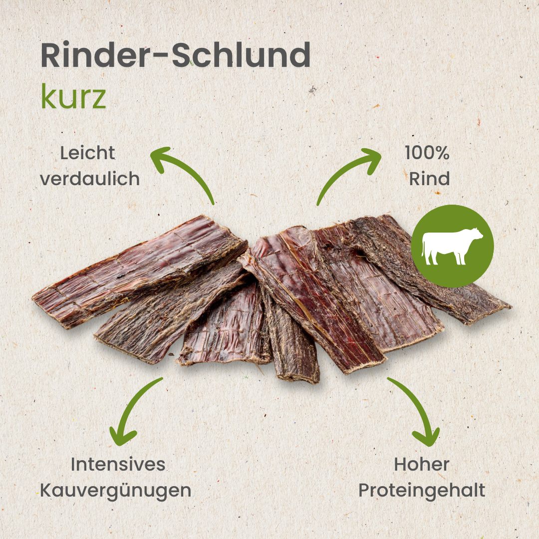 Rinder-Schlund, kurz