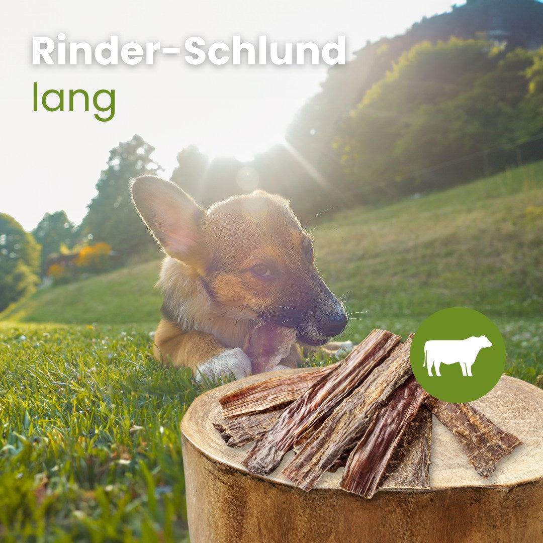 Rinder-Schlund, lang
