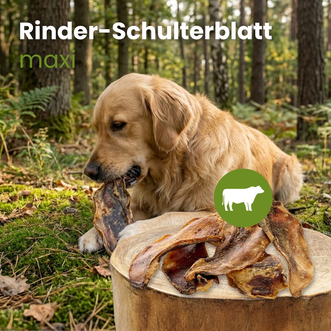 Rinder-Schulterblatt Maxi