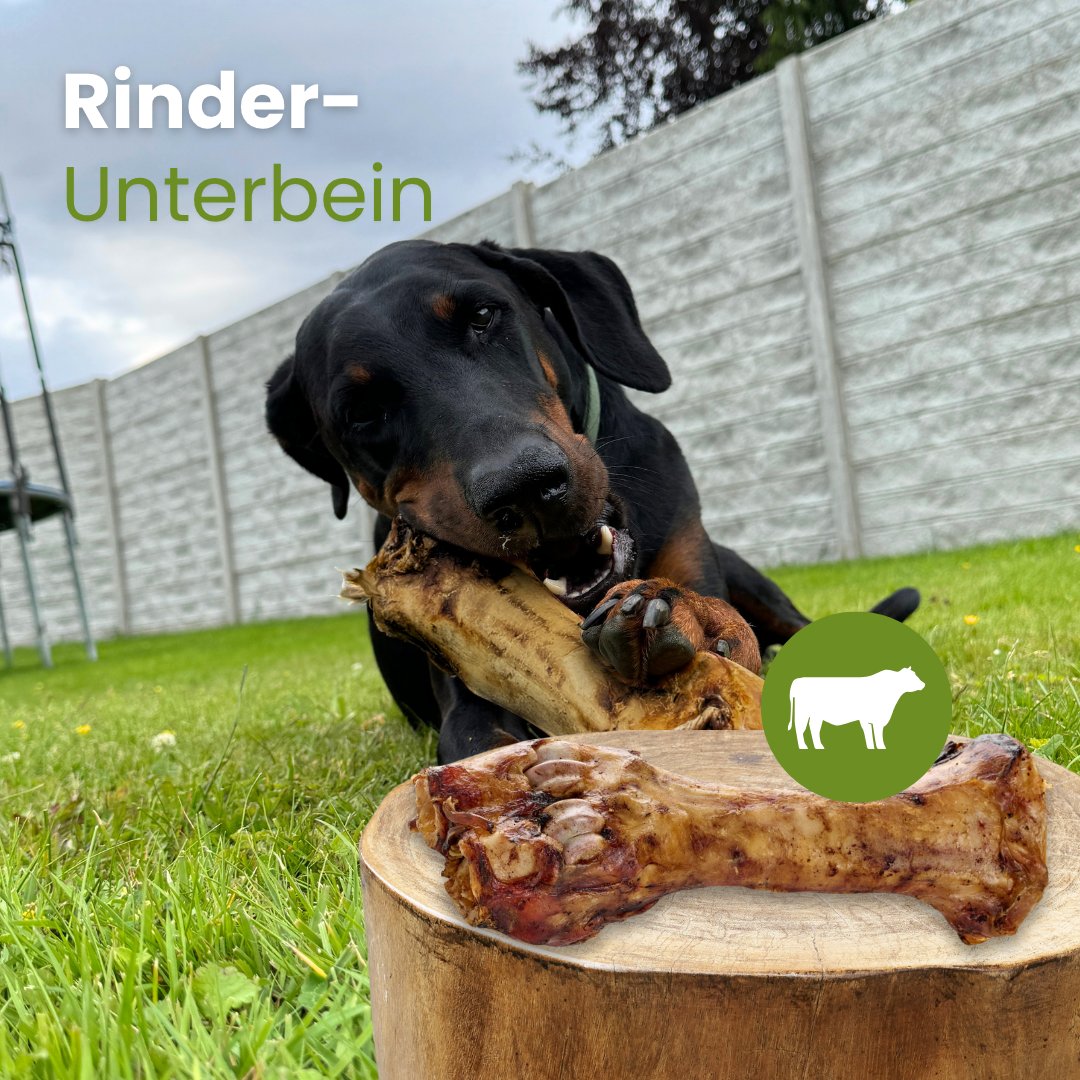 Rinder-Unterbein